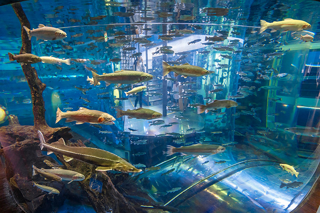 森の中の水族館　山梨県立富士湧水の里水族館