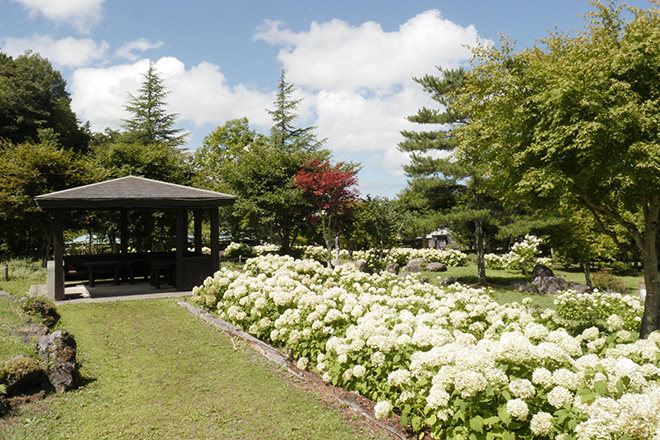 山中湖花の都公園